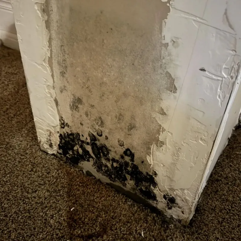Professional Mold Removal in Berrien County, MI